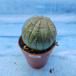 Euphorbia Obesa (Эуфорбия)