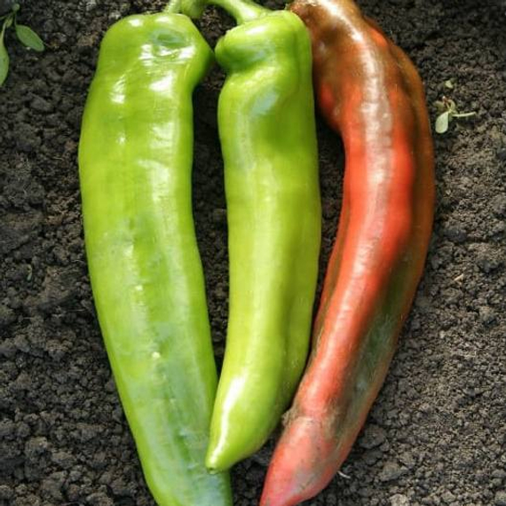 Кортик F1 семена перца острого (Гавриш) – фото 3