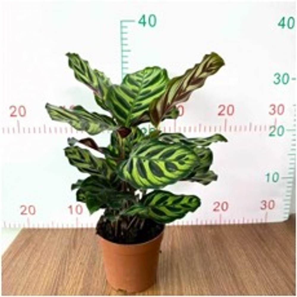 Калатея Peacock д.11