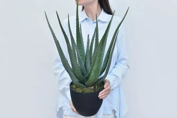 Алоэ в кашпо 55см