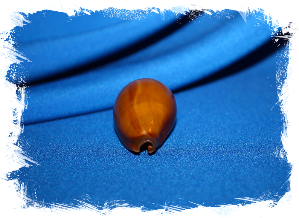 Ципрея адуста (Erronea adusta)