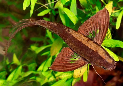 Пантодон Бухгольца (Рыба-бабочка)