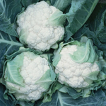 Амидала F1 семена капусты цветной (Syngenta / Сингента)