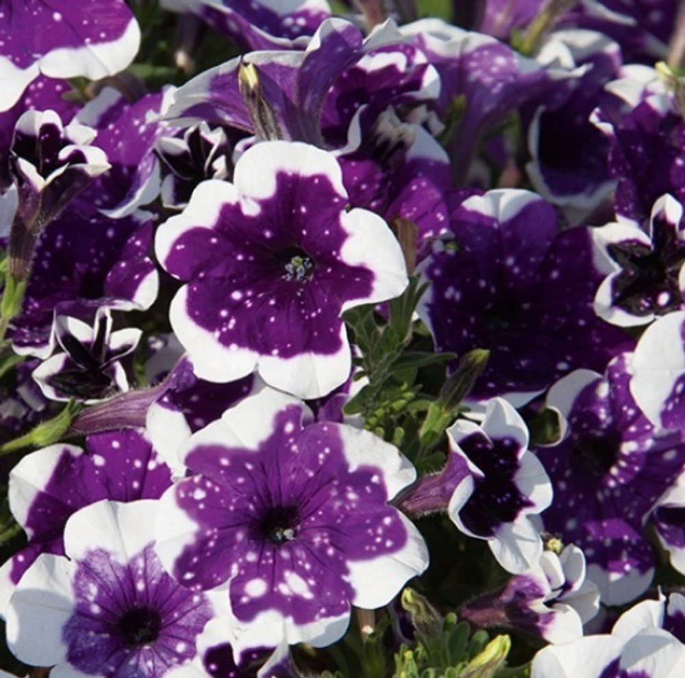 Петуния Alpetunia Glasier Sky ОКС укорененный черенок 1-10 марта