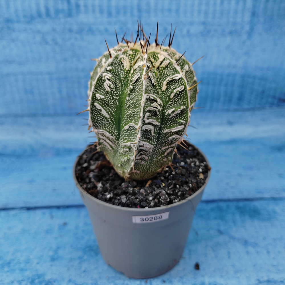 Astrophytum Myriostigma cv. Fukuryu (Астрофитум)