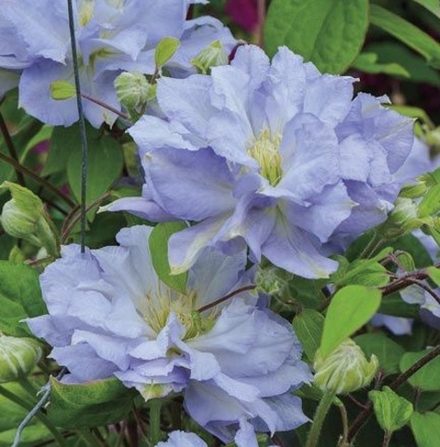 Клематис Азур Болл (Azure Ball) Р9