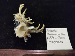 Ангария Империалис