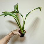 Эпипремнум AMPLISSIMUM VAR