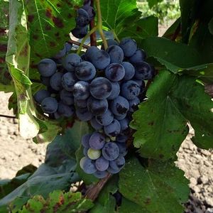 Турига Насьональ (Touriga Nacional) - чёрный сорт винограда