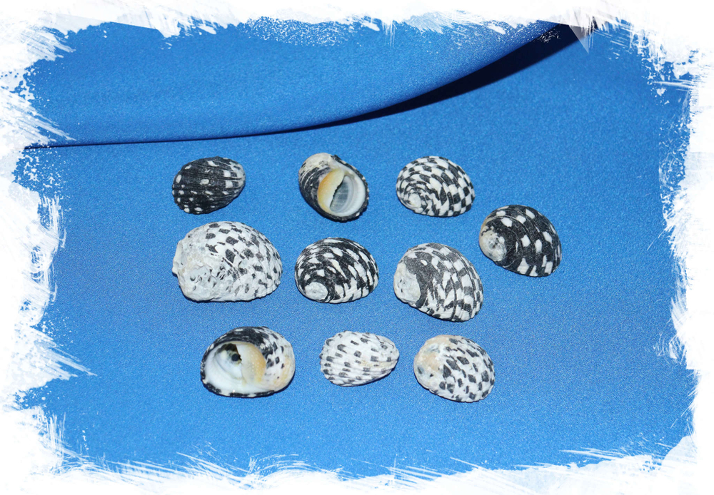 Ракушки Нерита текстилис (Nerita textilis) купить