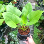 Хомаломена GOLD MOON (В29)