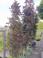 Клен остролистный Кримсон Сентри f69 270-300, 8-10