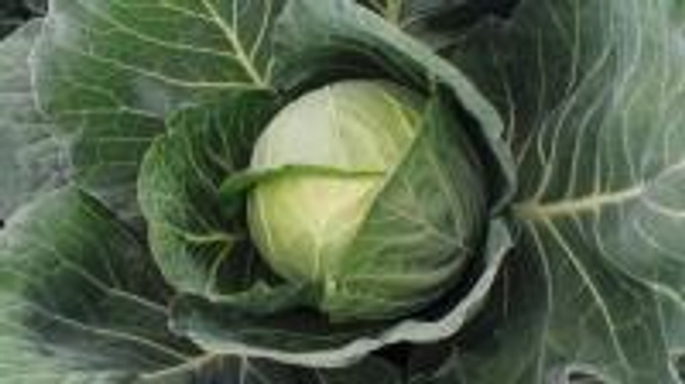 Капуста б/к ранн. Фул Мун F1 10шт ВитаГрин ЭКСТРА