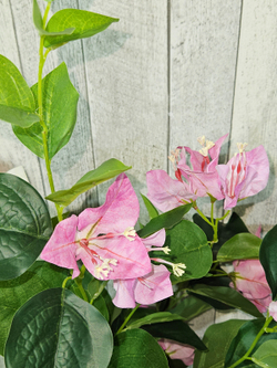 Бугенвиллия 60см в кашпо