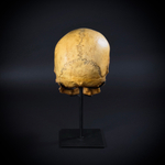 Череп человека на стойке (анатомическая модель)