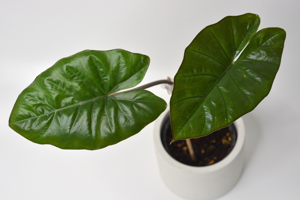 Алоказия Принцесса Юкатан / Alocasia Yucatan Princess