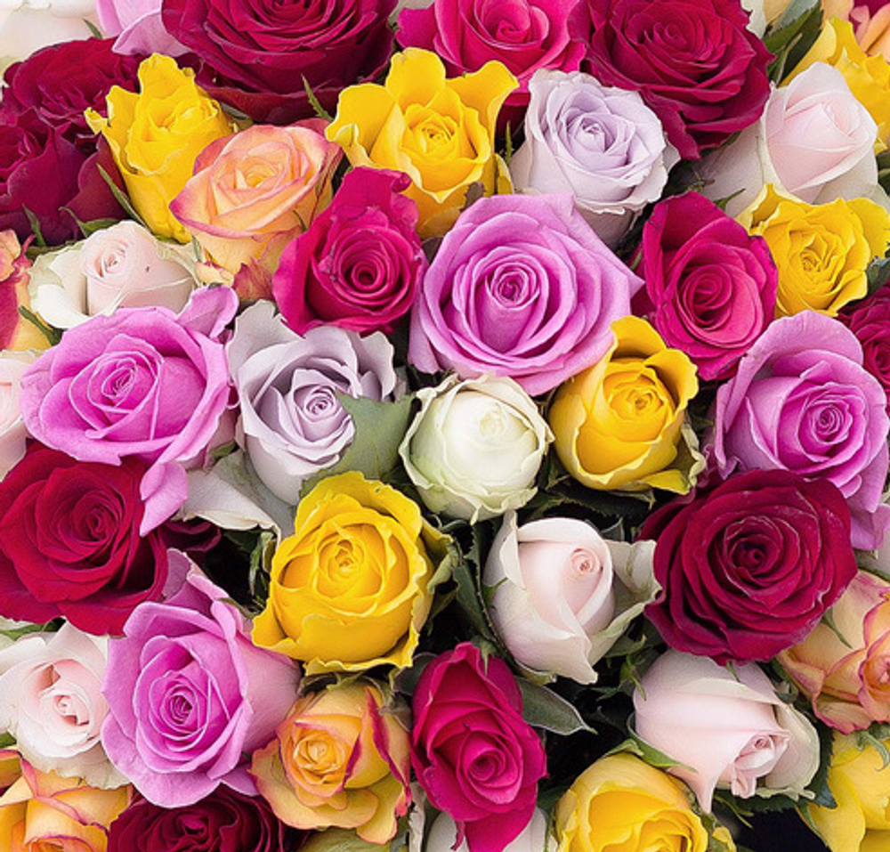 Роза Кения Mix