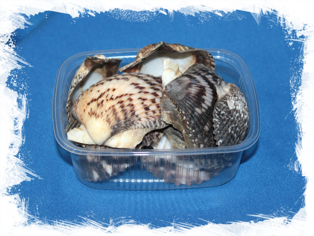 Аргопектен вертикосус