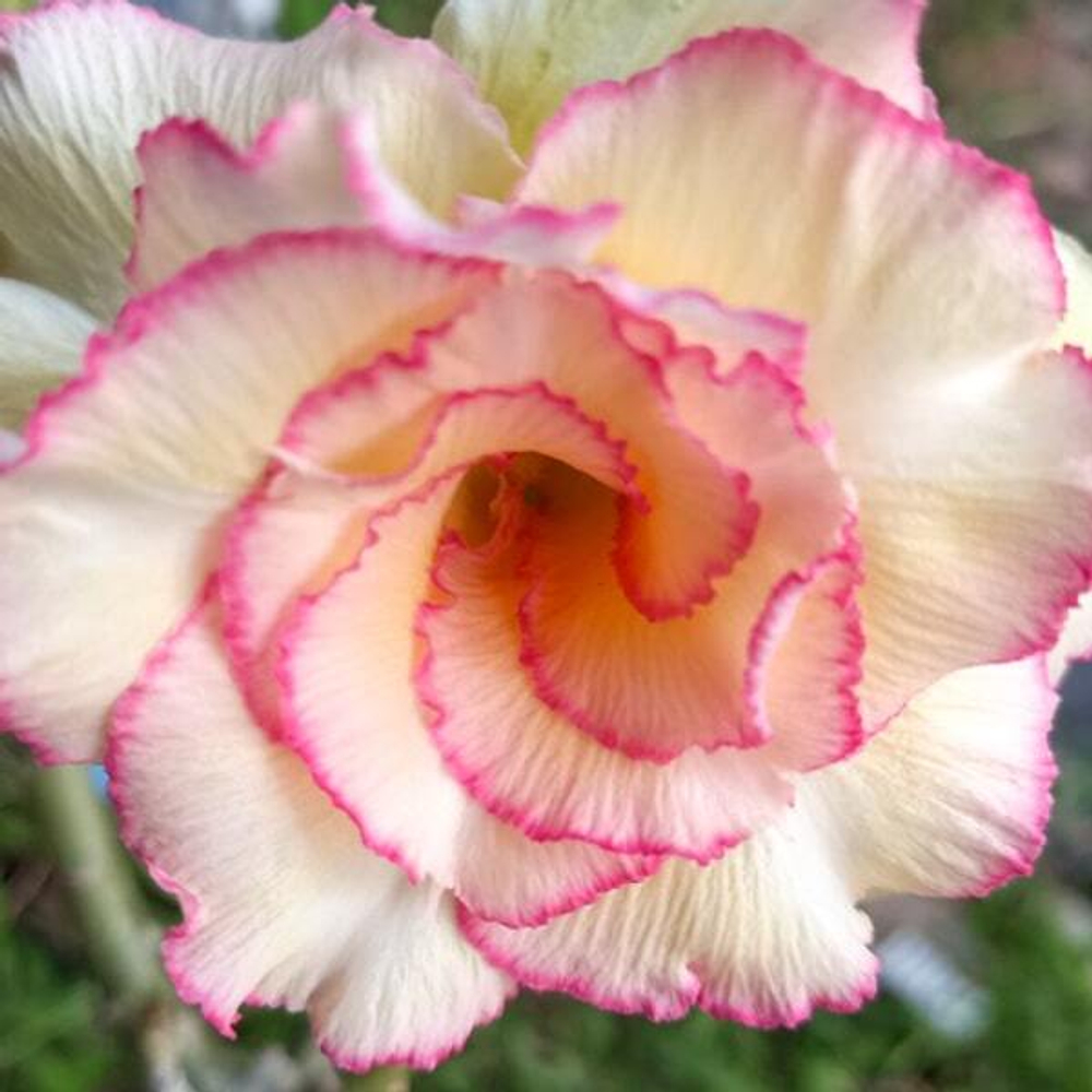 Адениум вариегатный WONDERFUL CANDY