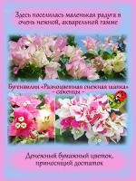 Бугенвилия Разноцветная снежная шапка денежный цветок