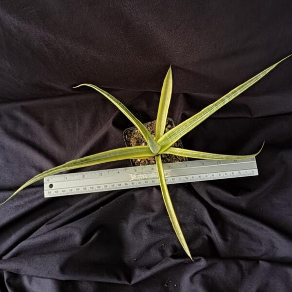 Сансевиерия MADAM CHARM