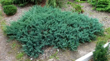 Можжевельник горизонтальный Блю Чип (Juniperus horizontalis Blue Chip) р9 август 2026 г.