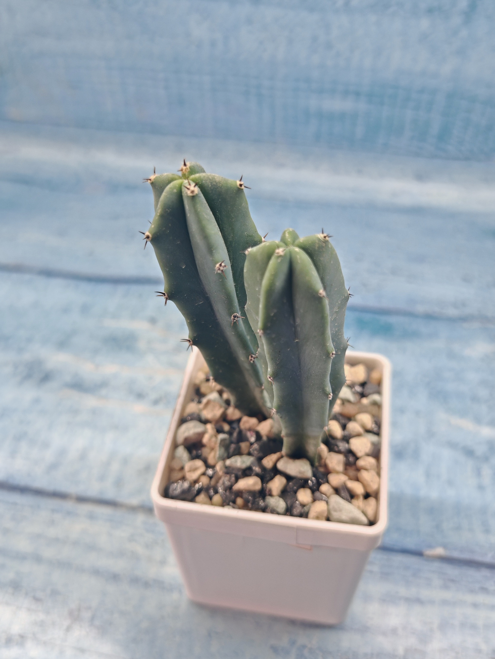 Myrtillocactus Geometrizans (Миртиллокактус)