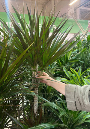 Уход за растениями