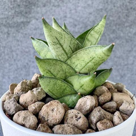 Сансевиерия DURIAN