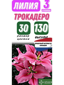 Лилия Луковица, Трокадеро, 3 шт
