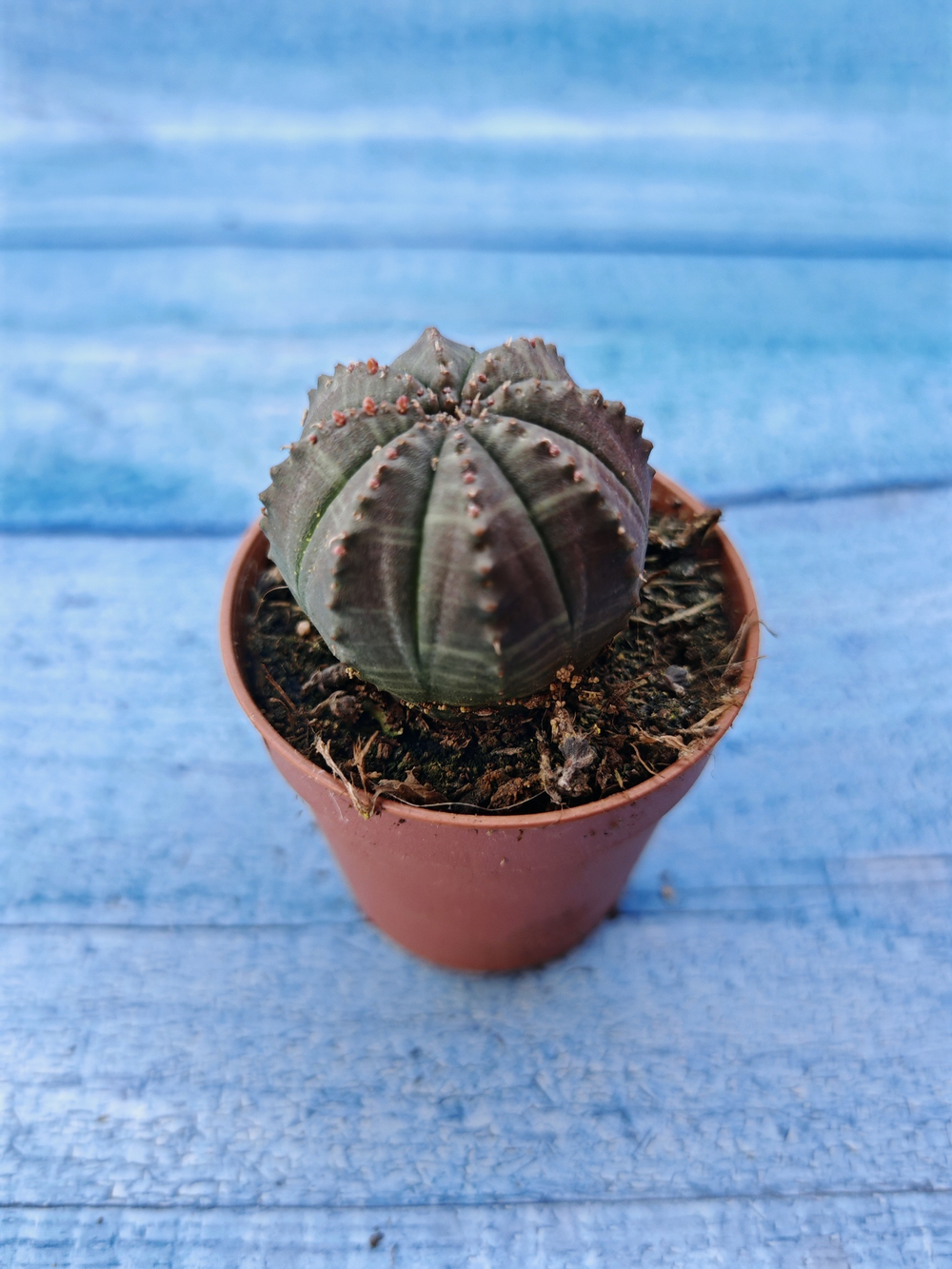 Euphorbia Obesa (Эуфорбия)