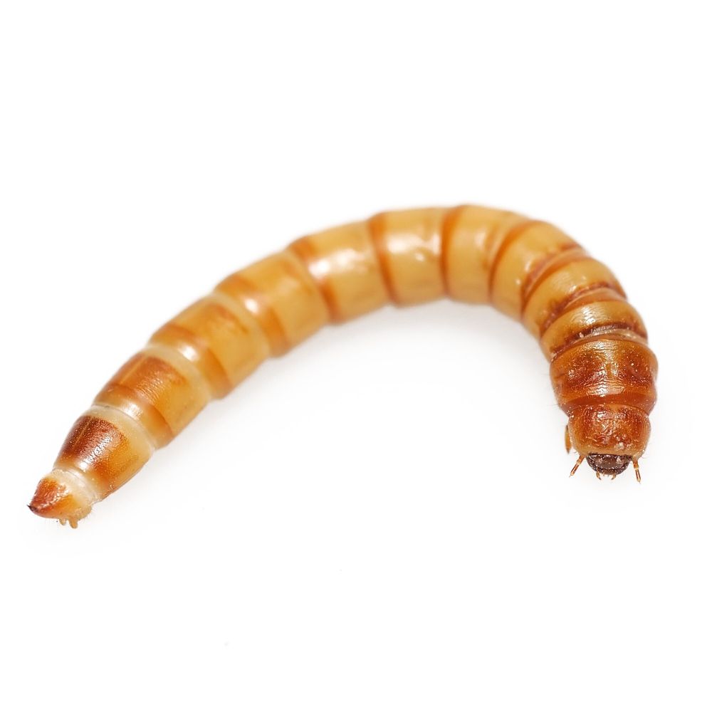 Мучной червь замороженный, 40гр