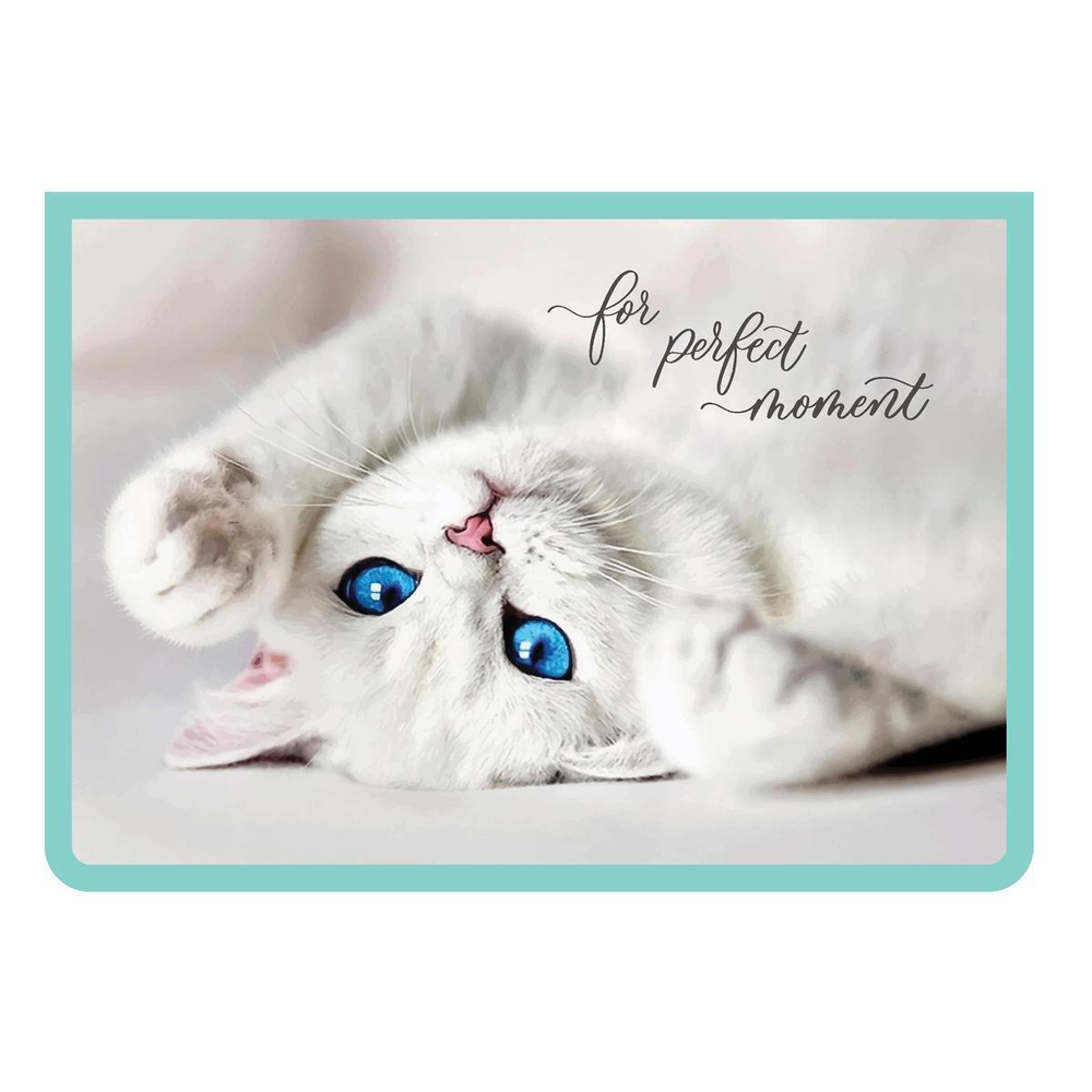 Папка для тетрадей А4 пластик. молния сверху "Голубоглазая кошечка 2022" (Пчелка)