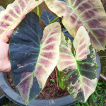 Колоказия MANGOUSTEEN