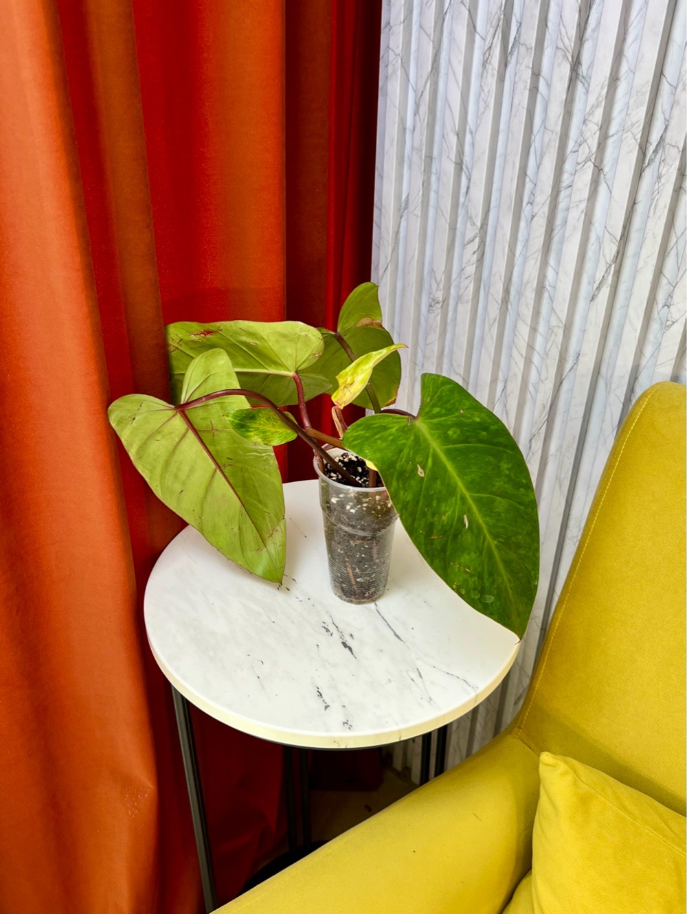 Филодендрон Медуза, D8см Н25см, 1шт, Urban Jungle (7583)