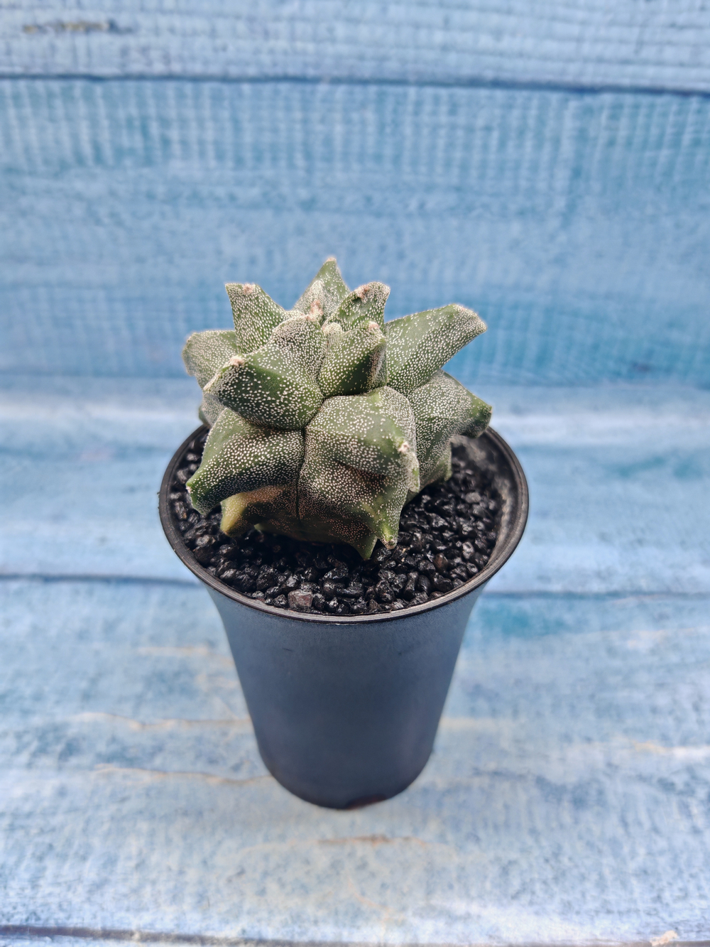 Astrophytum Myriostigma monstrosa (Астрофитум)