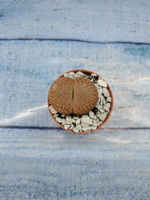 Lithops sp. (Литопсы)