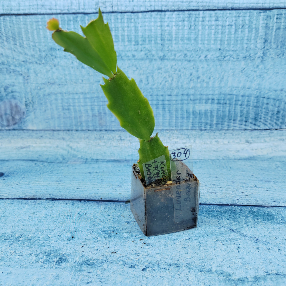 Schlumbergera Lavender Beauty (Декабрист)