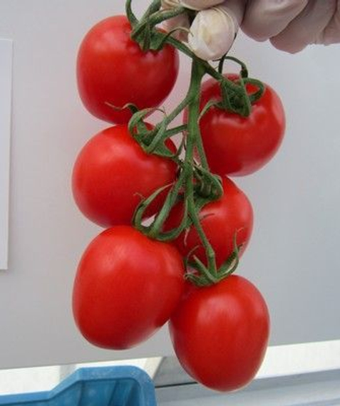 Прунус F1 семена томата индетерминантного (De Ruiter Seeds / Де Ройтер Сидс) – фото 2