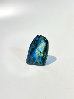 Срез Лабрадора S