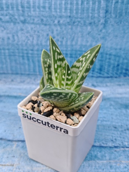 Aloe Variagata