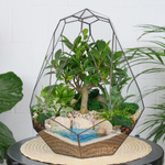 Готовый флорариум бонсай Фикус Капелла с озером