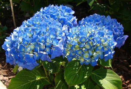 Nikko Blue (Нико Блю) Р12 Европа 2026