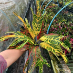 Кротон TRI NAMTOK