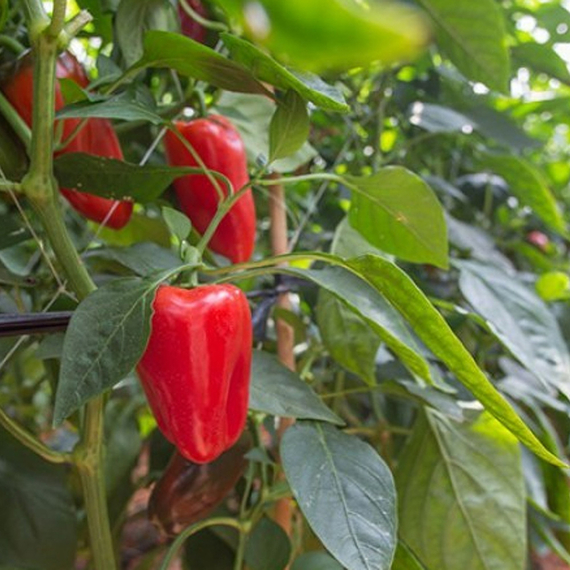 Трироссо F1 семена перца сладкого (Rijk Zwaan / ALEXAGRO) культура – фото 2