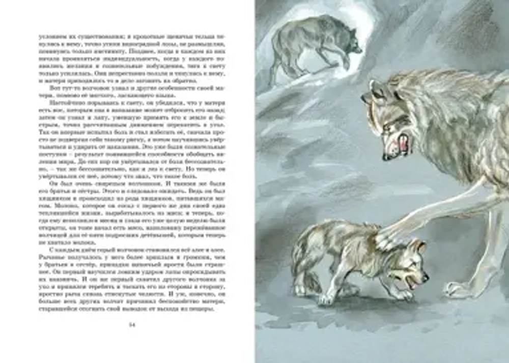 Белый клык