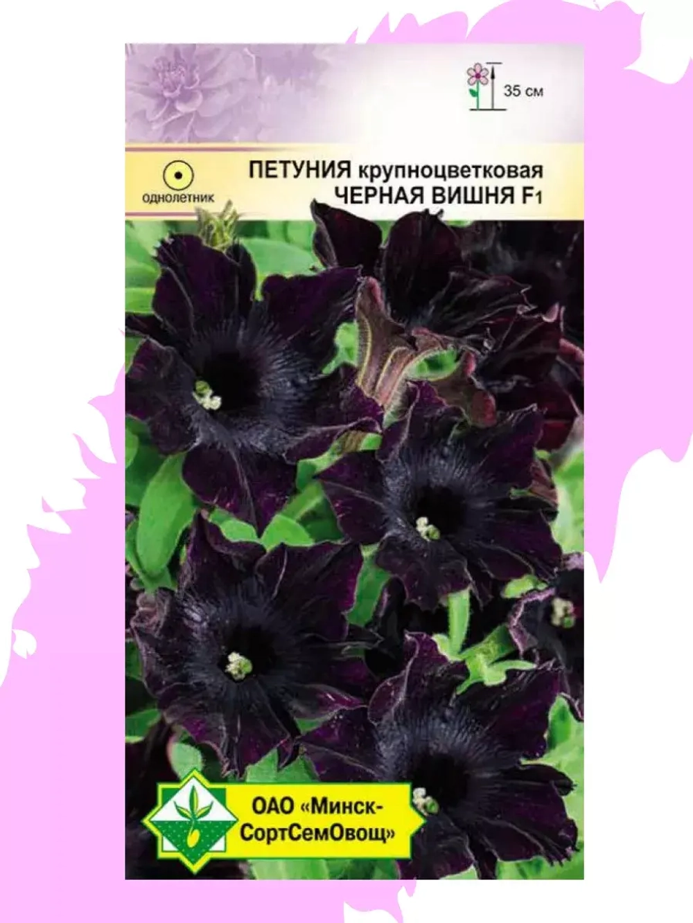 Петуния Черная вишня