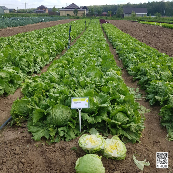 Жас эмосы бар порно Орыс әйелін ауыстыру порно фильм