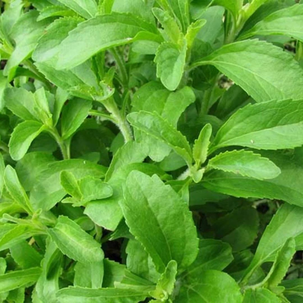 Стевия порошок Золото Индии