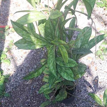 Хойя CRASSIPETIOLATA SPLASH